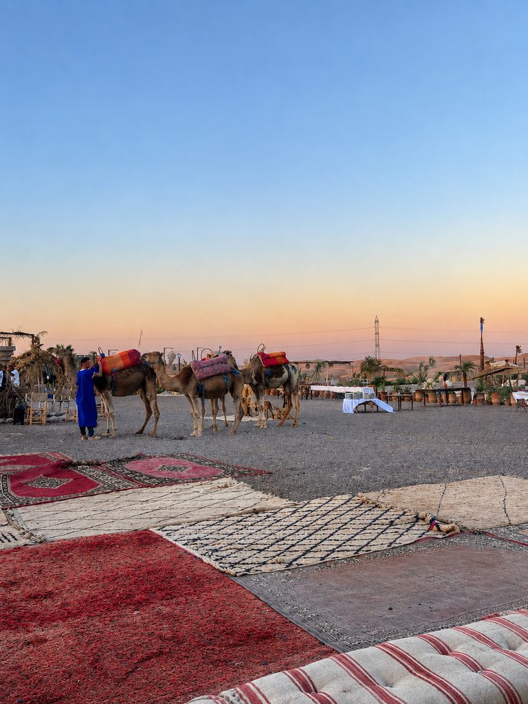 Campamento con camellos al atardecer