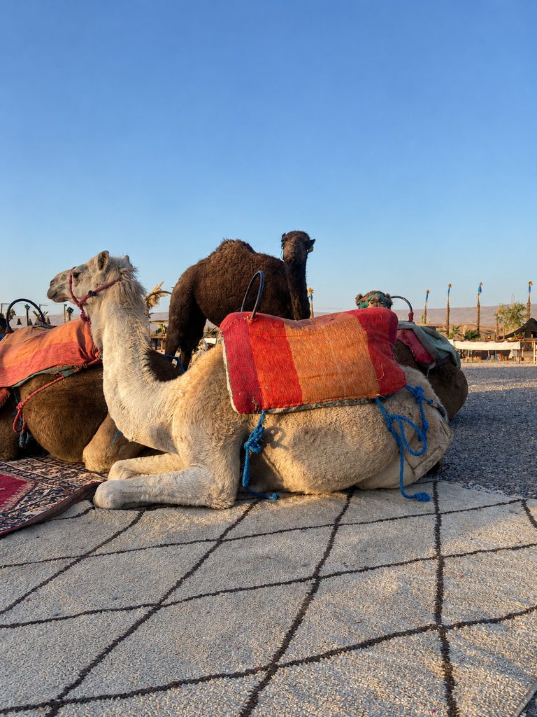 Camellos descansando en el campamento